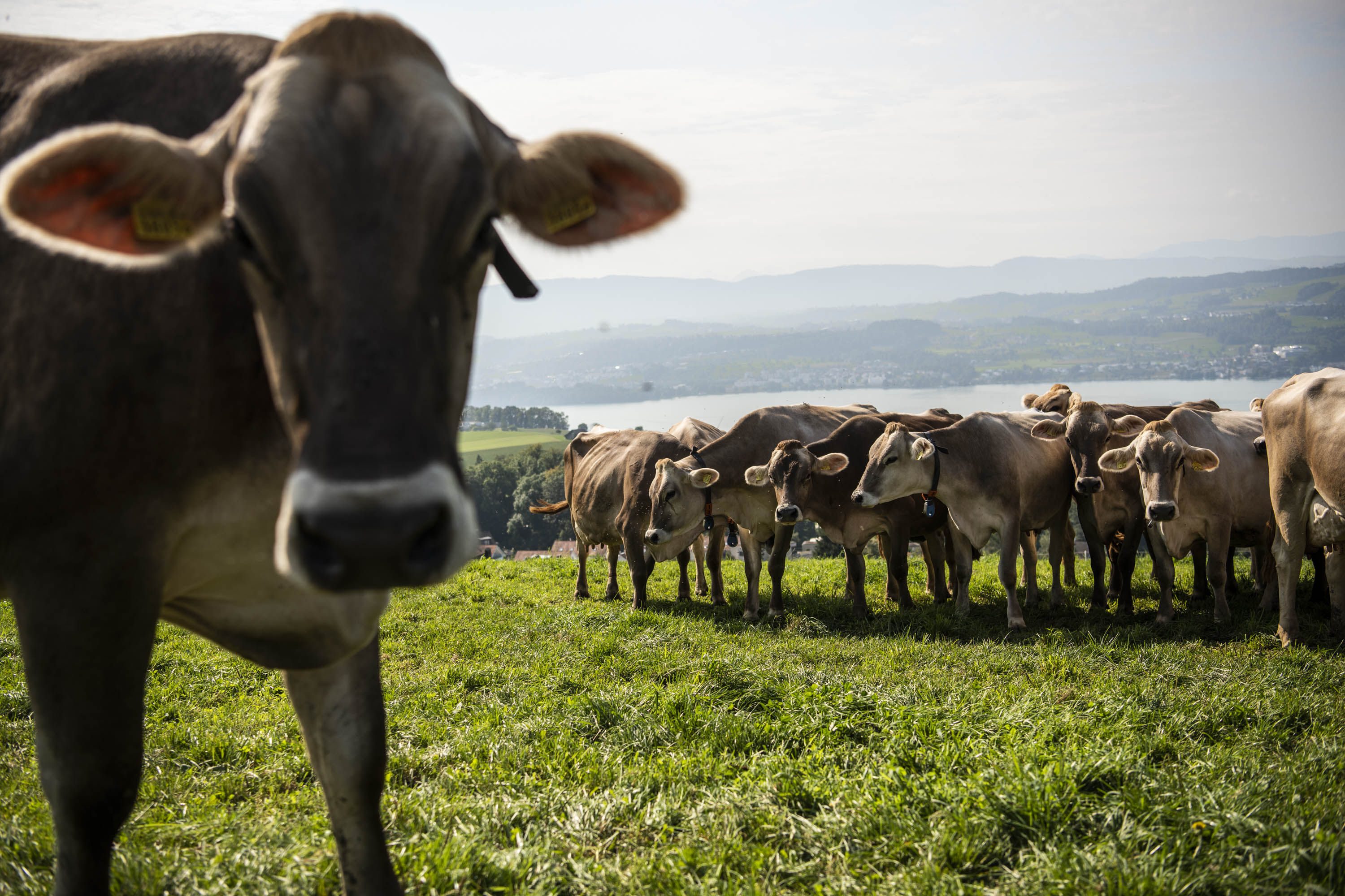 Landwirtschaft